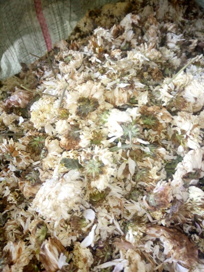 药用菊花袋装