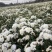 药用菊花袋装