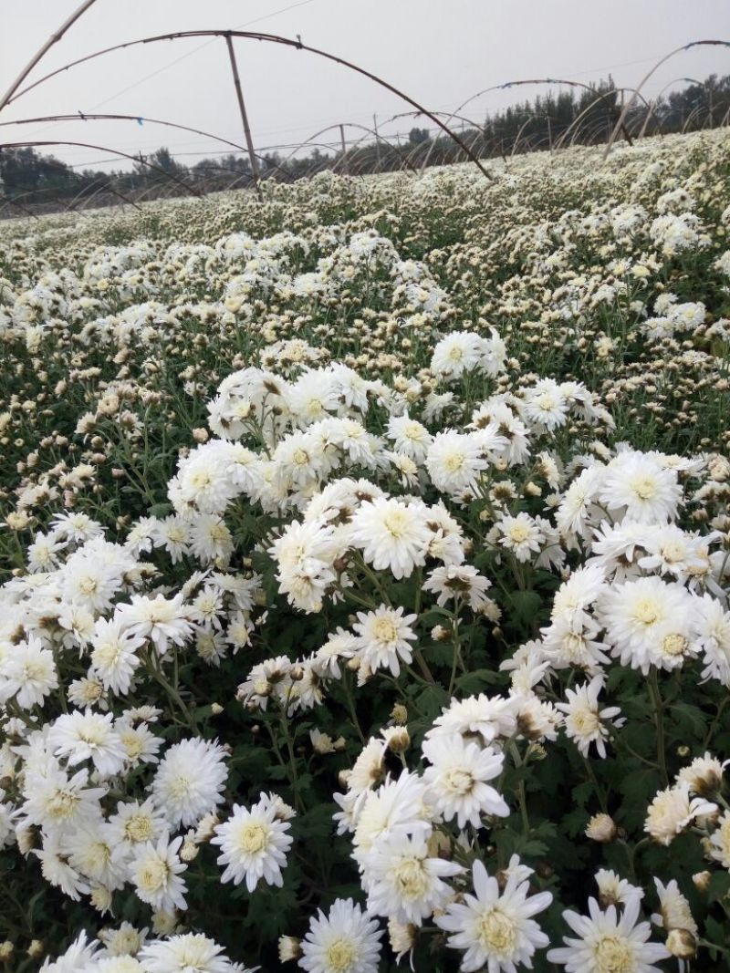 药用菊花袋装