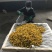 皇菊茶特级