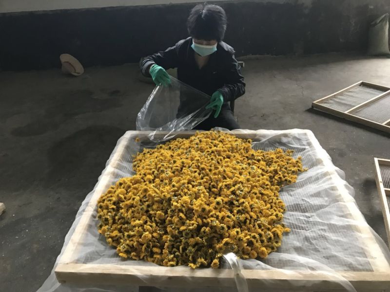 皇菊茶特级