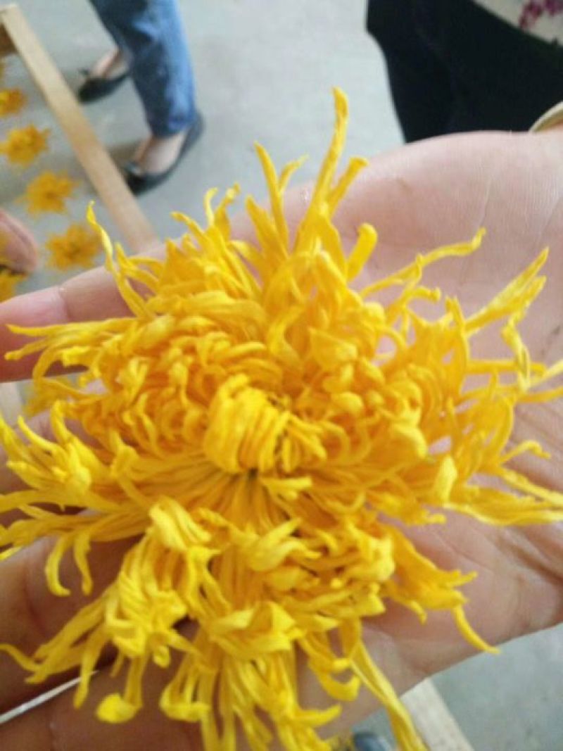 皇菊茶特级