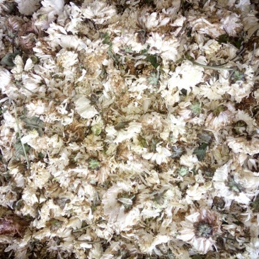 药用菊花袋装