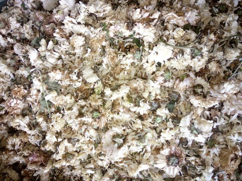 药用菊花袋装