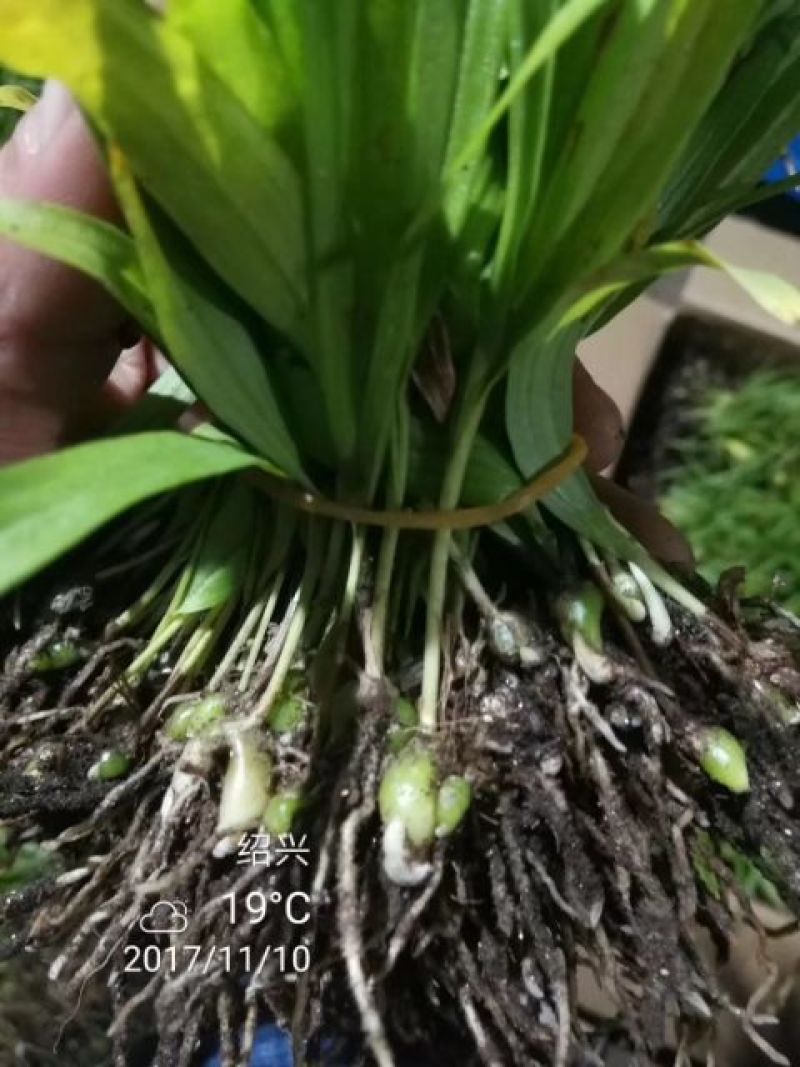 白芨种苗10cm以下