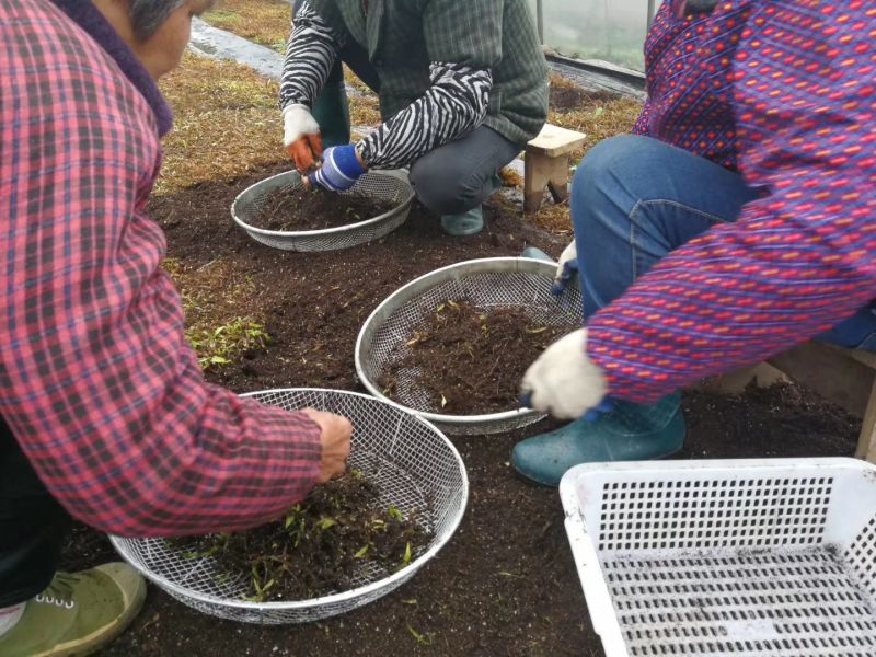 白芨种苗10cm以下