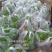 白芨种苗10cm以下