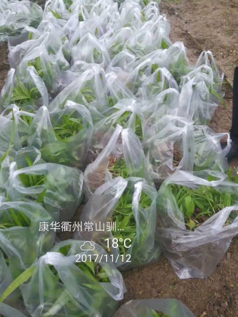 白芨种苗10cm以下