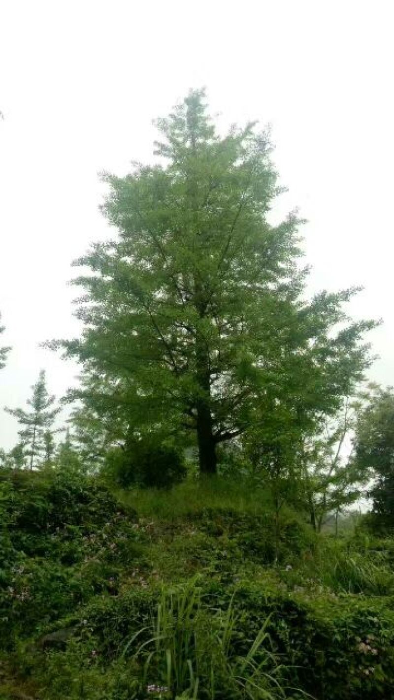 银杏实生树20cm以上大小规格，桂林世达绿化苗木