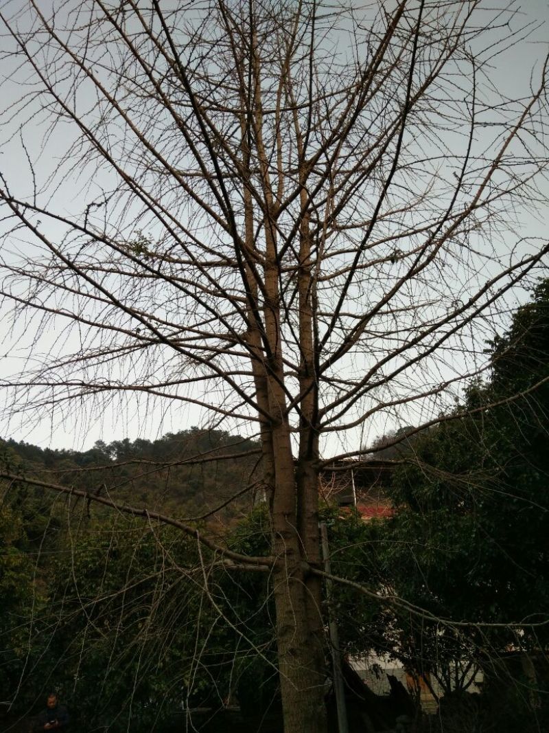 银杏实生树20cm以上大小规格，桂林世达绿化苗木