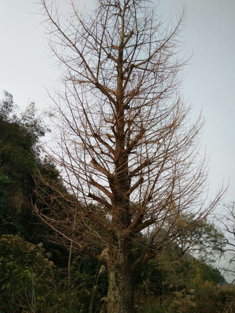 银杏实生树20cm以上大小规格，桂林世达绿化苗木