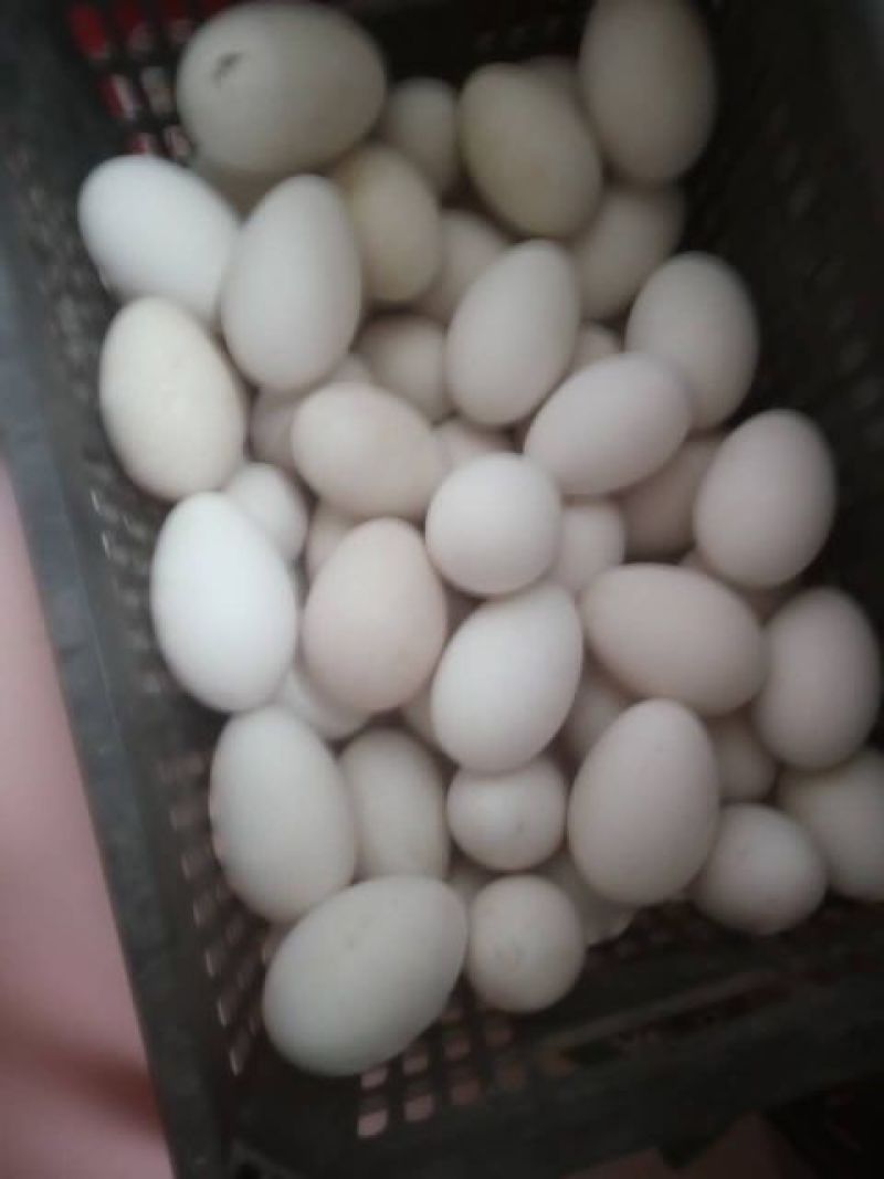 鹅照蛋孵化