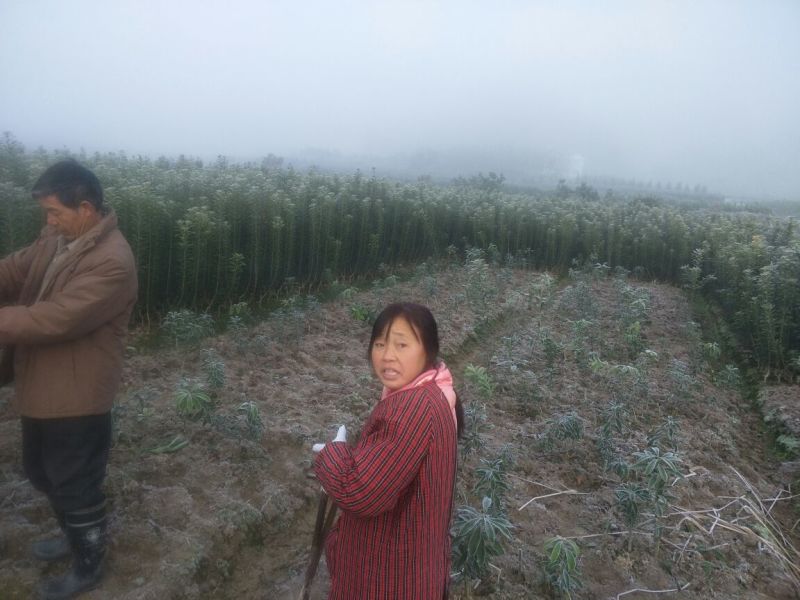 杨梅树30~50cm