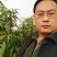巴旦木桃树苗，成品桃树苗，山桃苗，占地大桃树