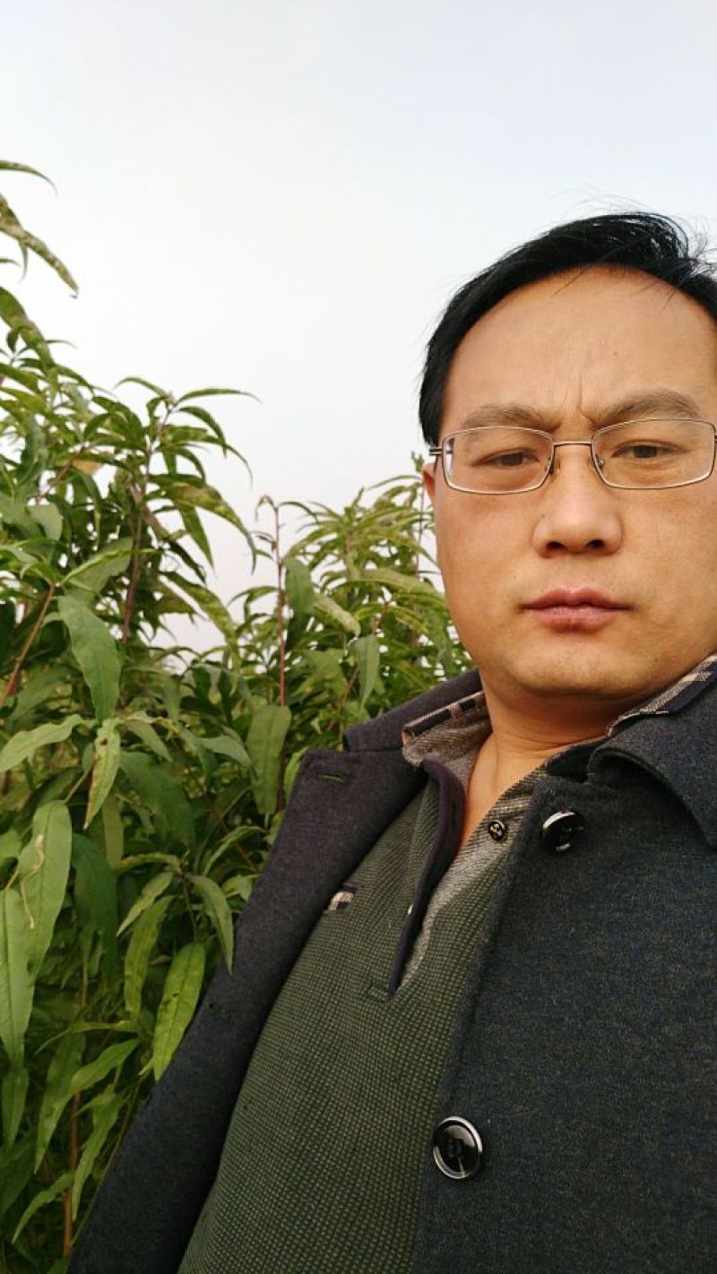 巴旦木桃树苗，成品桃树苗，山桃苗，占地大桃树