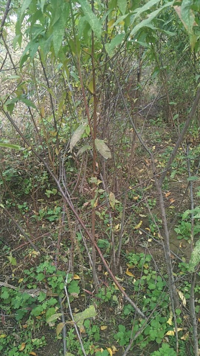 巴旦木桃树苗，成品桃树苗，山桃苗，占地大桃树