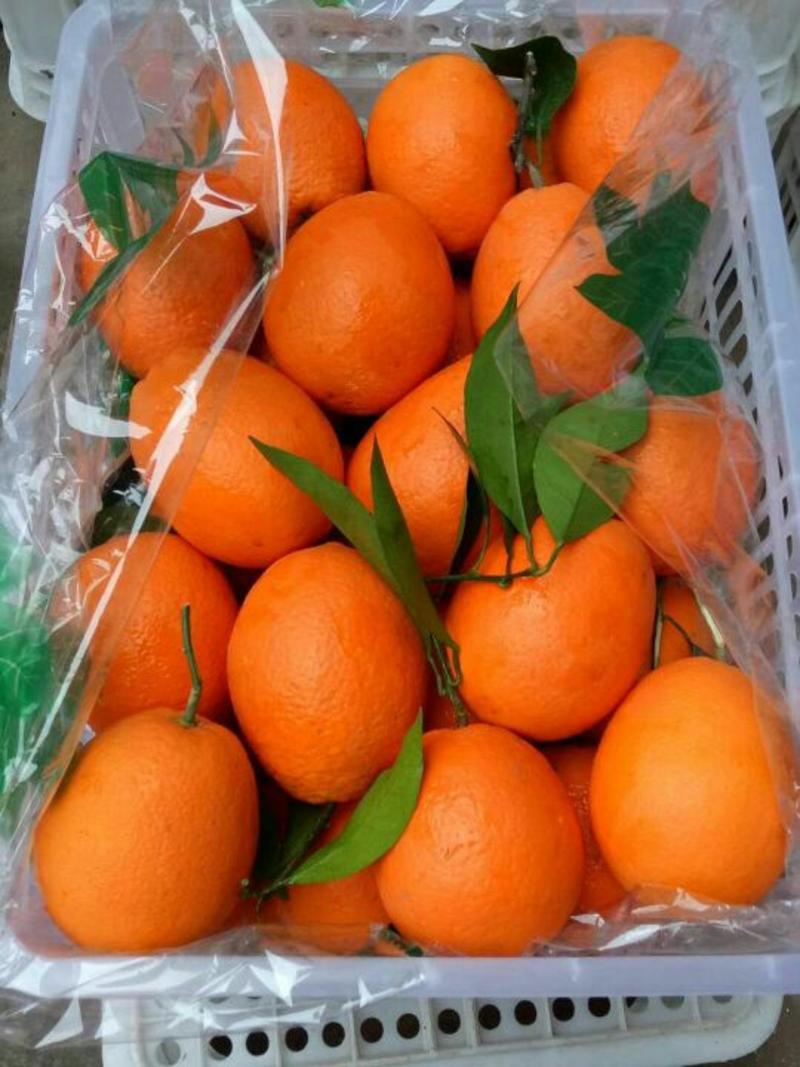 【精品橙子】九月红脐橙优质脐橙，果园看货现摘现发