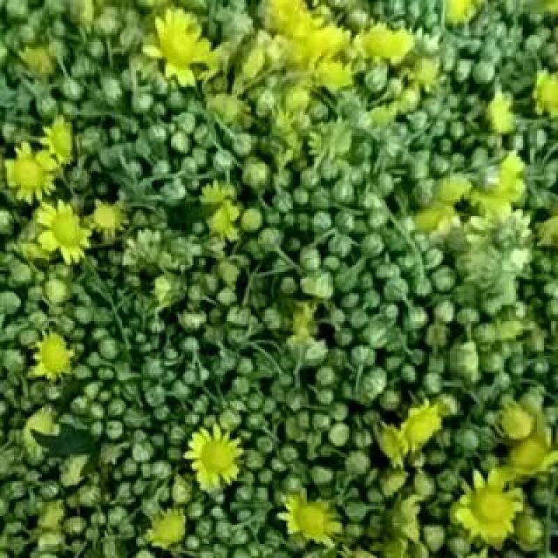 野菊花罐装
