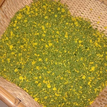 野菊花罐装