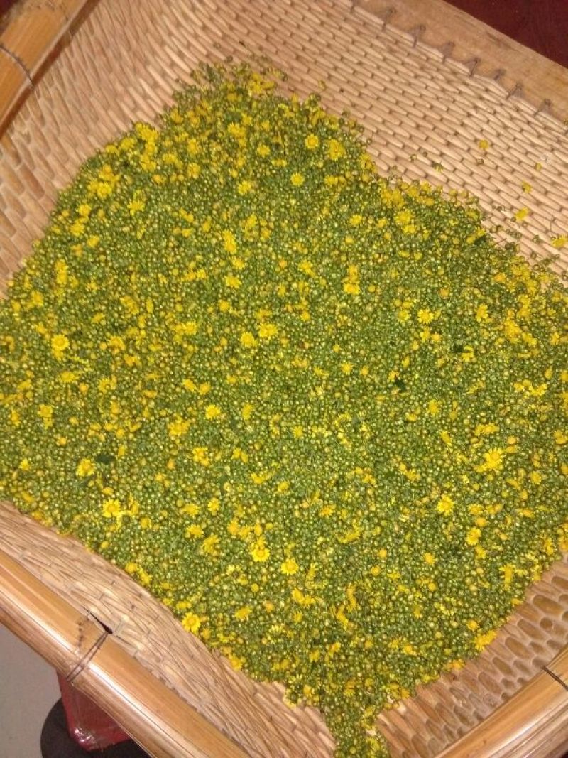 野菊花罐装