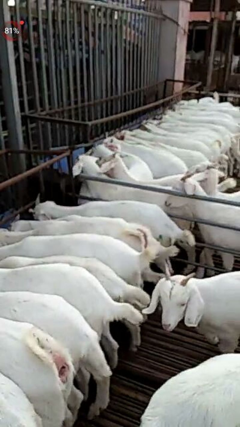 黑山羊50~80斤/头