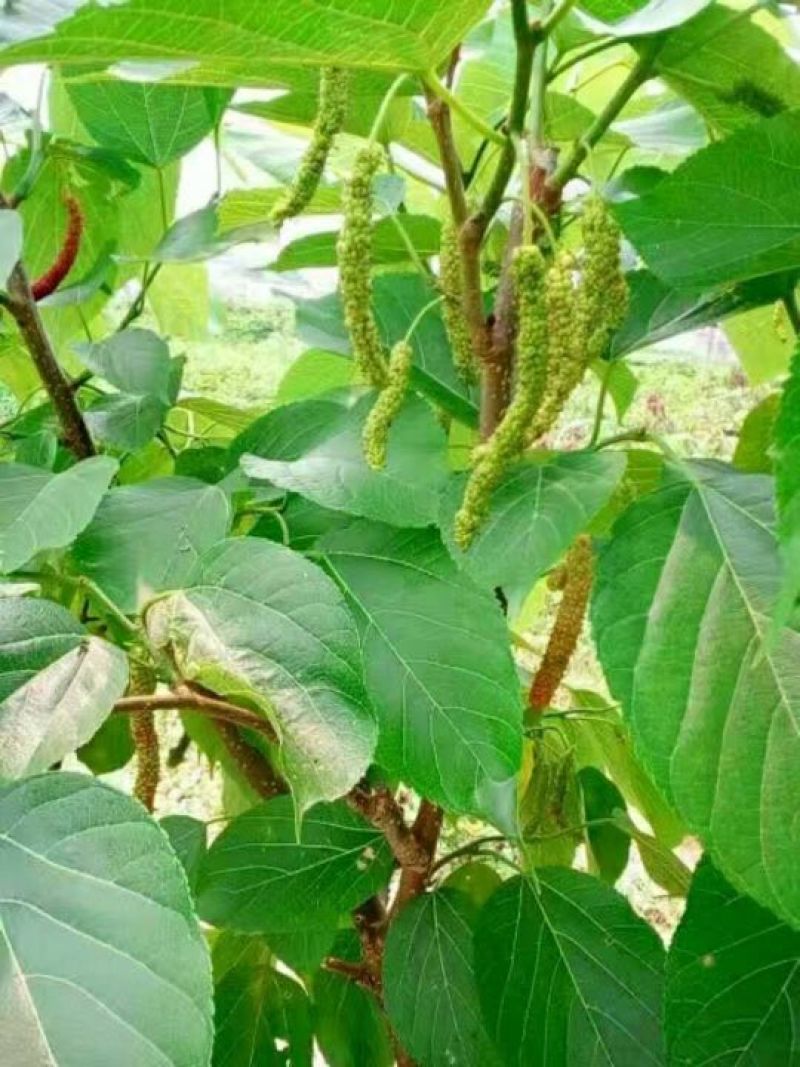 【死苗补发】桑椹树苗，四季长果桑大果桑，适合南北方种植