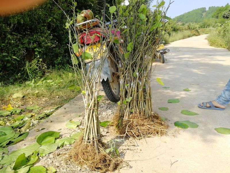 【死苗补发】桑椹树苗，四季长果桑大果桑，适合南北方种植