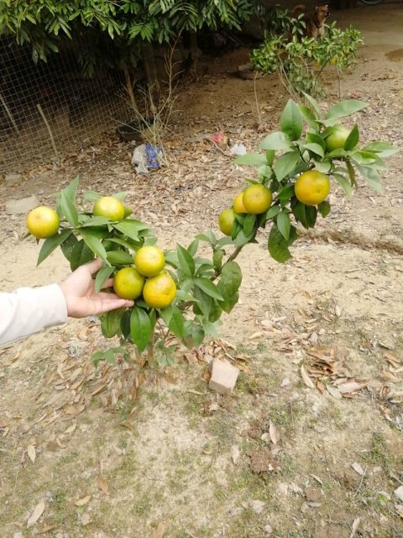 沃柑苗黄美人柑橘苗沙糖桔苗基地直发品质保证，量大从优