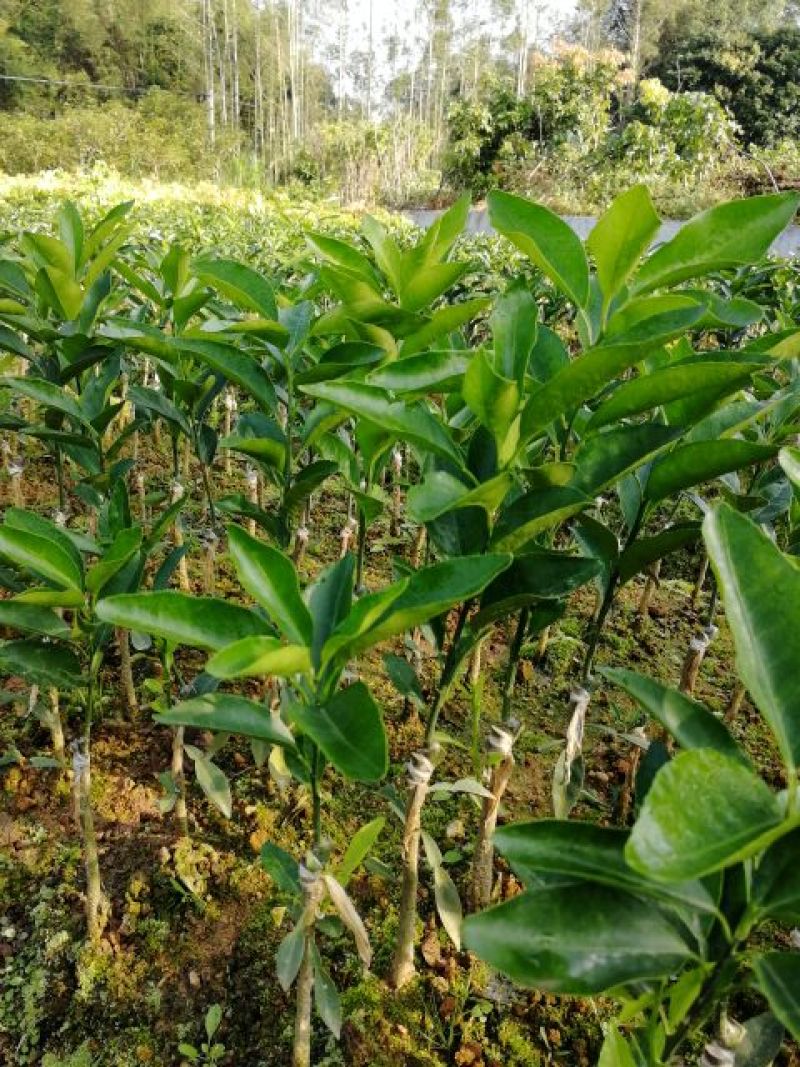 沃柑苗黄美人柑橘苗沙糖桔苗基地直发品质保证，量大从优