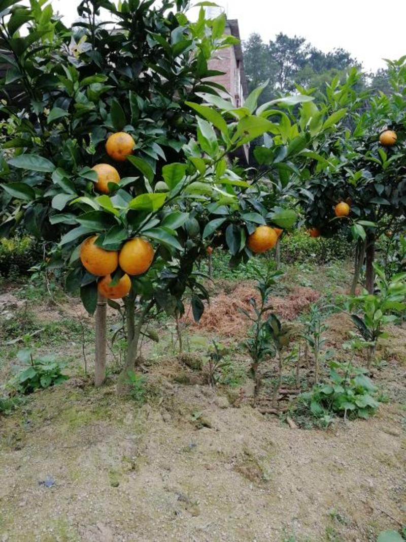 沃柑苗黄美人柑橘苗沙糖桔苗基地直发品质保证，量大从优