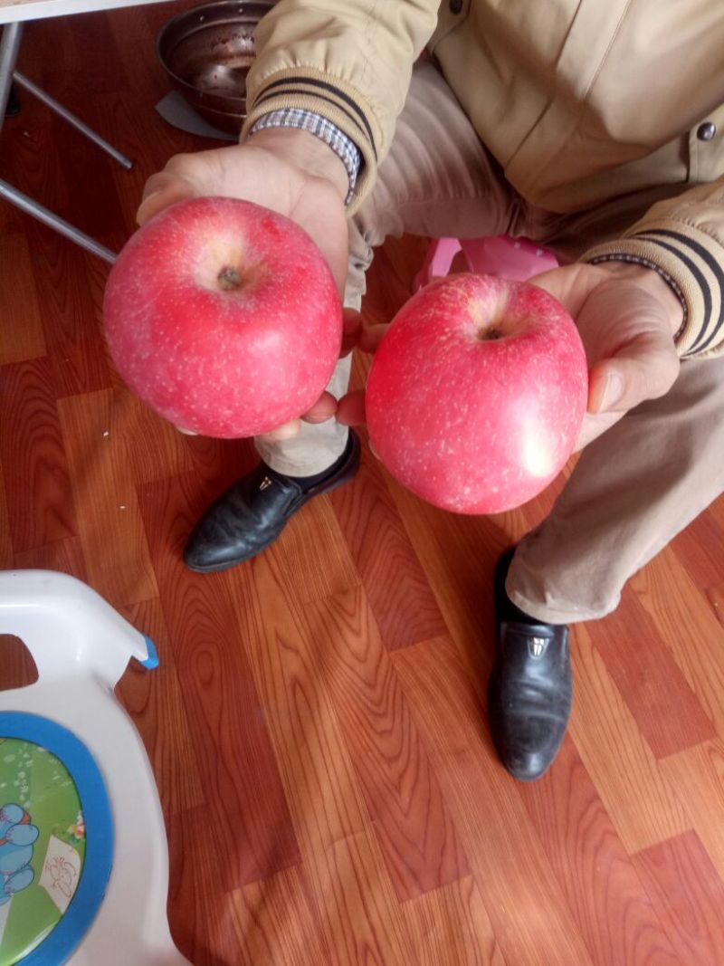 红富士苹果红富士苹果产地直销，纸袋，膜袋，纸加膜！