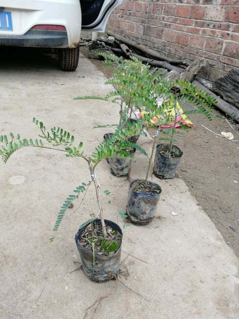 广西余甘果苗，牛甘子正品嫁接果苗，基地直发大量供应