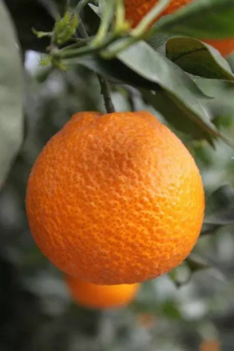 黄果柑5.5~6cm