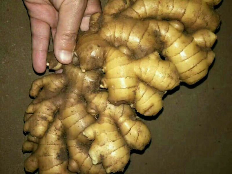 生姜批发价格，品种齐全，质量保证！价格便宜！