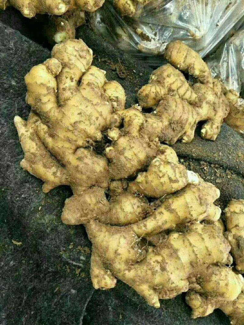 生姜批发价格，品种齐全，质量保证！价格便宜！