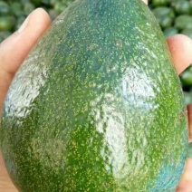 精品牛油果苗50~80cm，规格齐全，大量货源，现挖现发