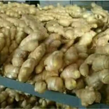生姜，大黄姜，老姜，姜种，5两以上带土水洗，产地批发