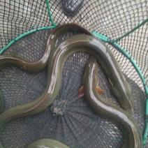 日本鳗0.5~0.6公斤/尾食用