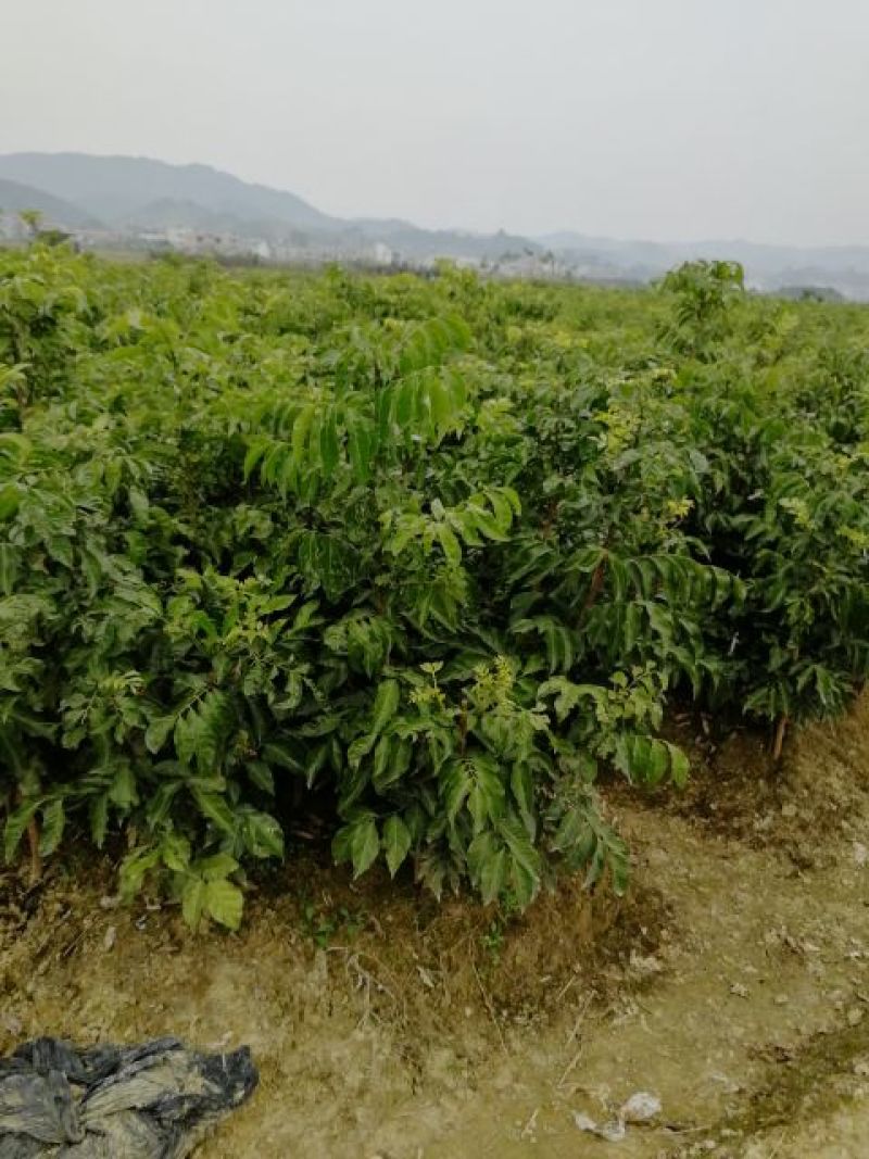 广西神秘果苗，正品果苗高产种苗，现挖现发基地直供
