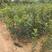 【包指导】柿子树苗50~80cm，南北方种植现挖现发基地直发