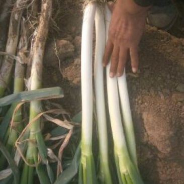 铁杆大葱毛葱3cm左右30~40cm