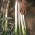 铁杆大葱毛葱3cm左右30~40cm