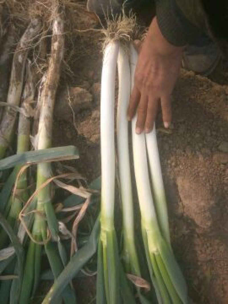 铁杆大葱毛葱3cm左右30~40cm