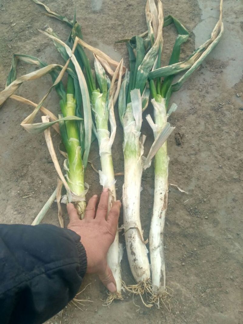铁杆大葱毛葱3cm左右30~40cm