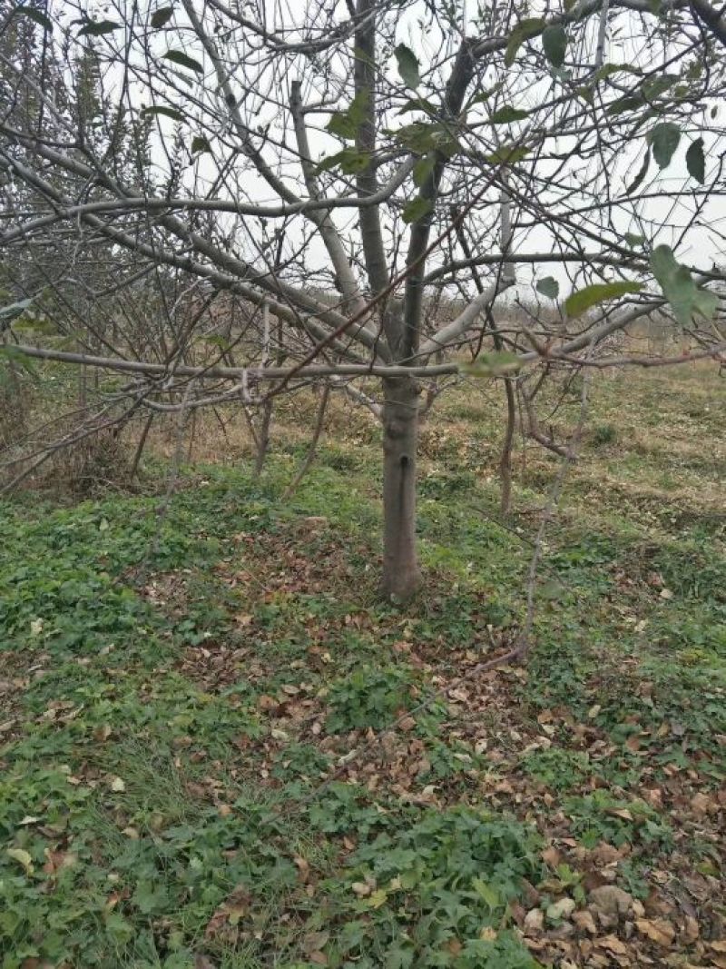 苹果树4~6cm4cm以下1.5~2米