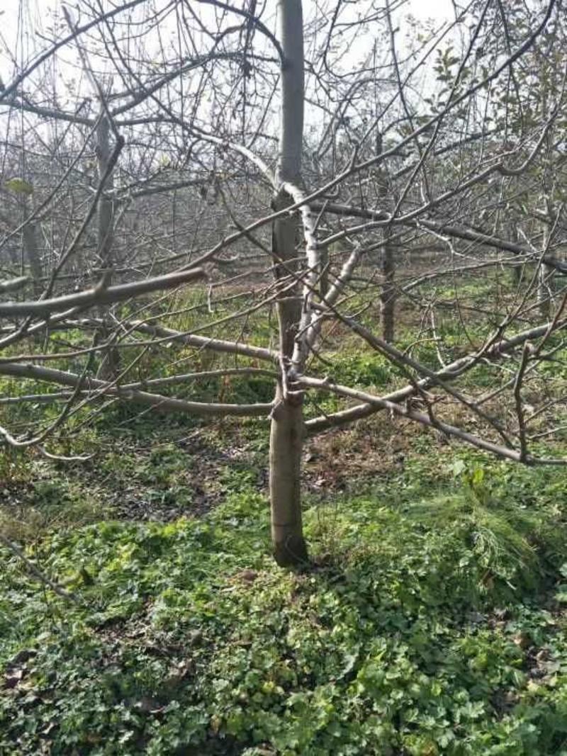 苹果树4~6cm4cm以下1.5~2米
