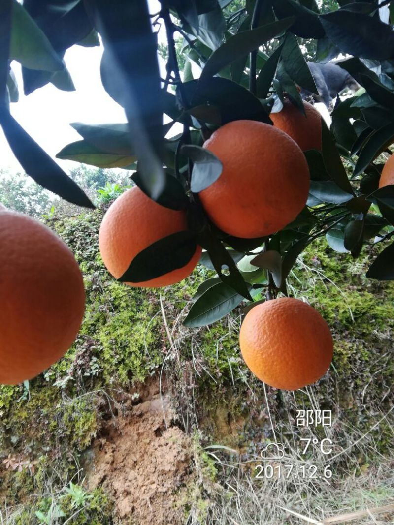 新宁脐橙优质脐橙基地