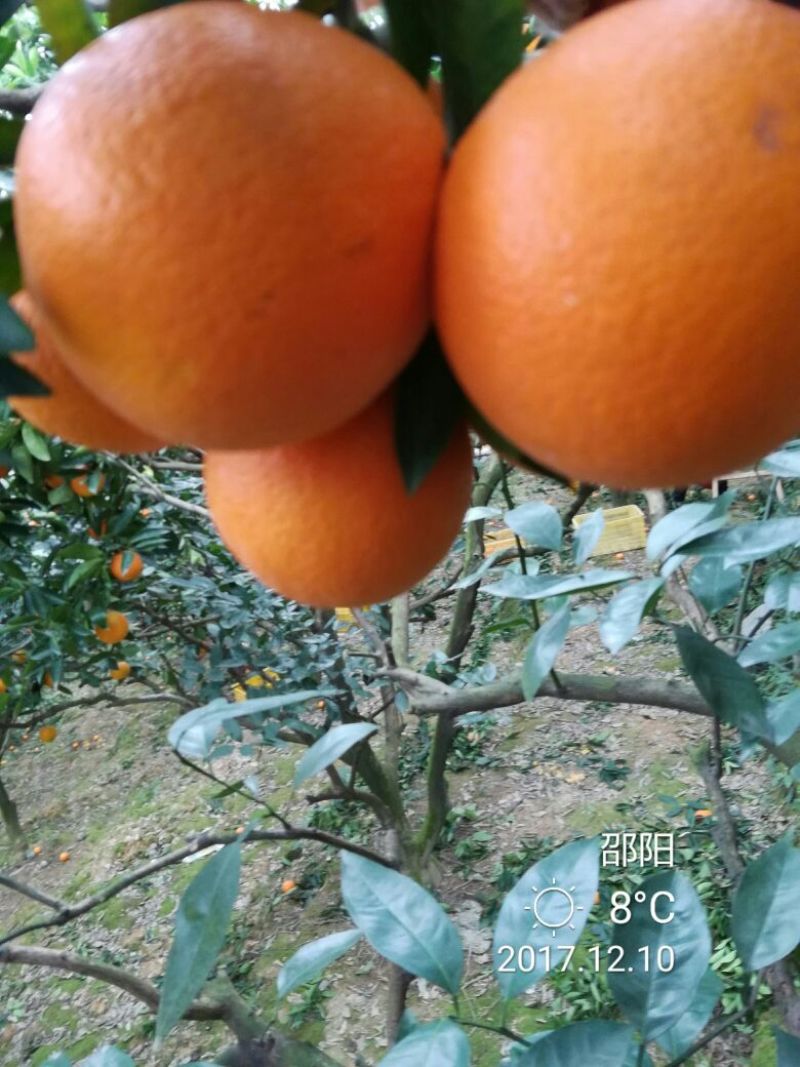 新宁脐橙优质脐橙基地