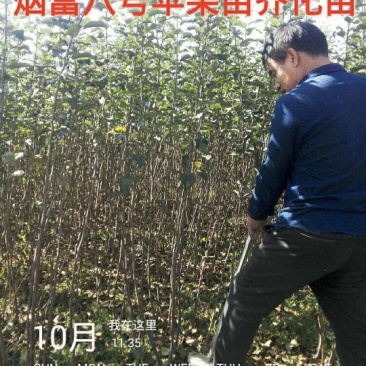 红富士苹果树苗，烟富8号，3公分苹果树。
