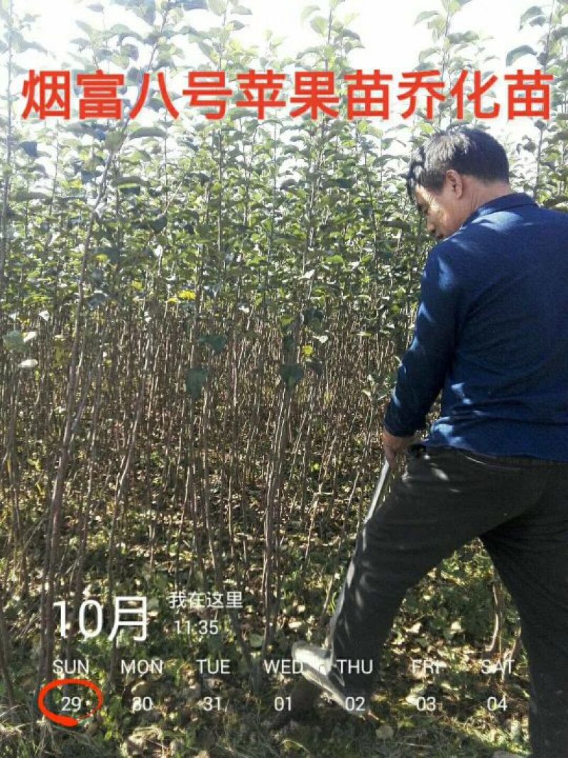 红富士苹果树苗，烟富8号，3公分苹果树。